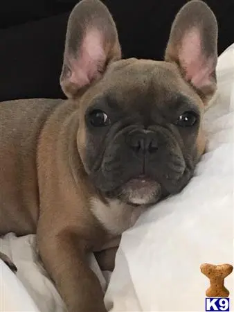 French Bulldog stud dog